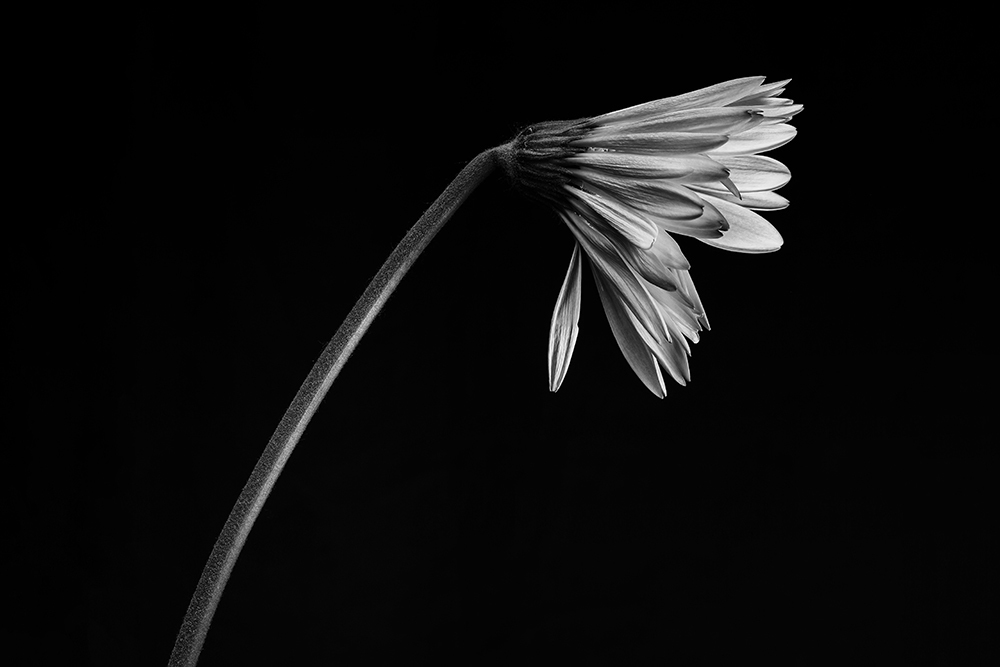 Dying Daisy International Photo Awards