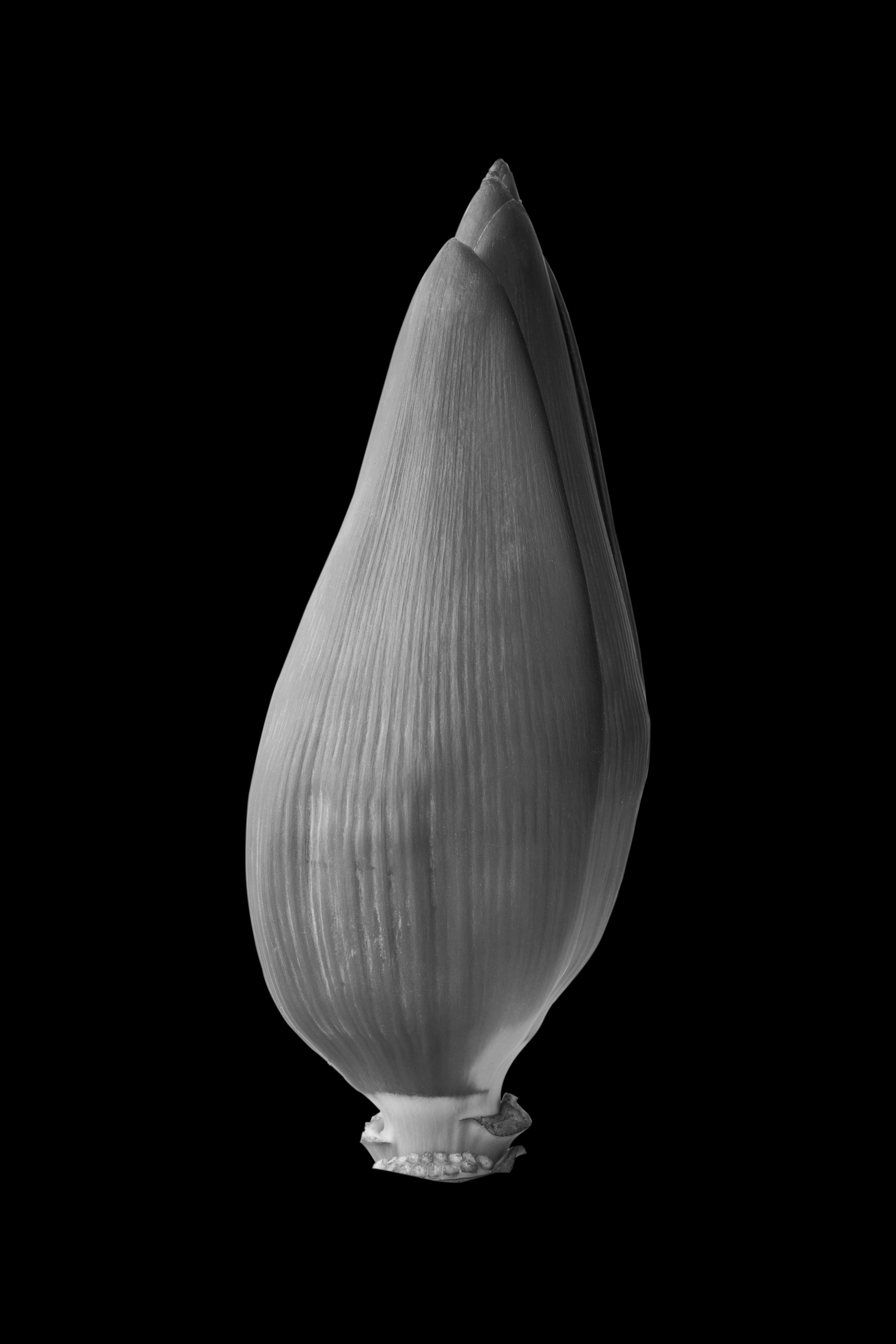 The Banana Blossom International Photo Awards