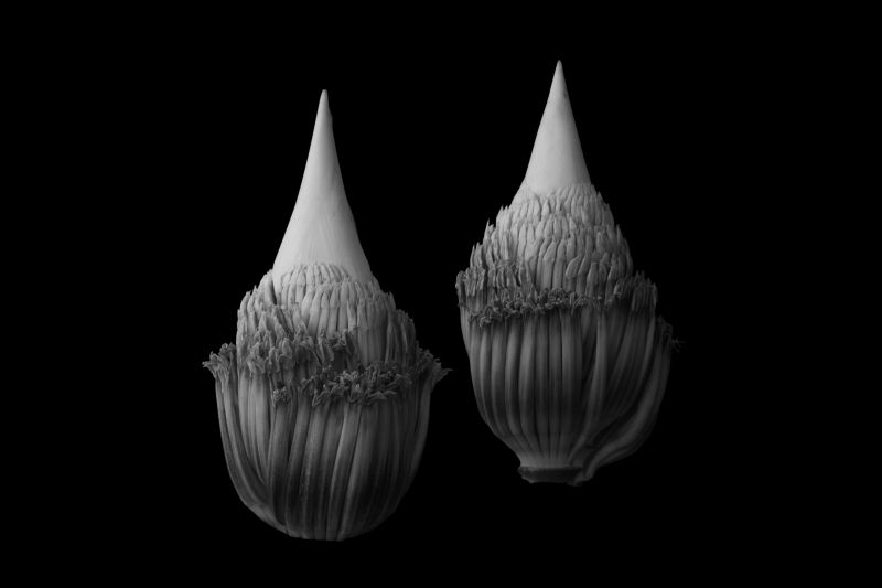 The Banana Blossom International Photo Awards