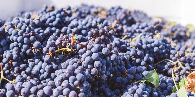 Scout & Cellar Grape