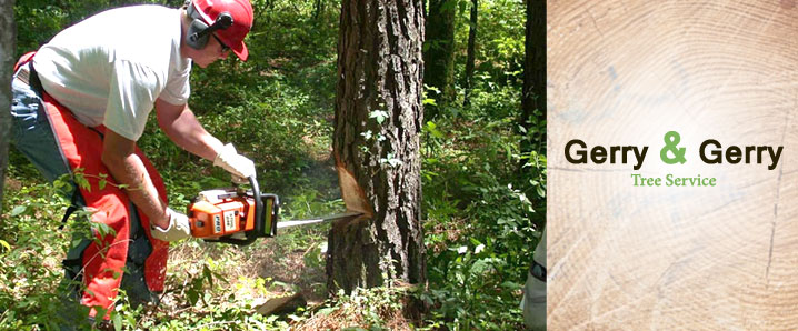 Tree Service Round Rock  Tree Service in Round Rock  Round Rock Tree Removal  Commercial Land Clearing