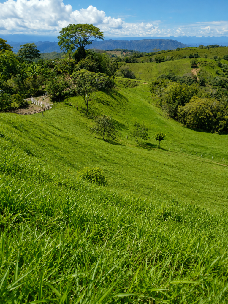 Finca - fresno