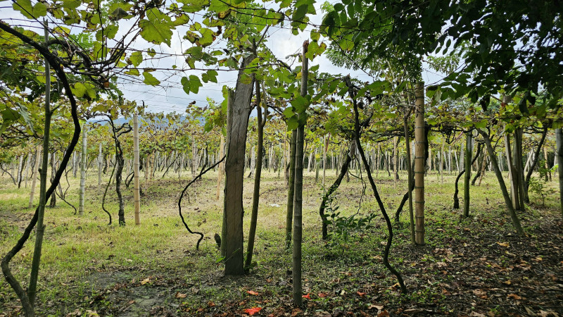 Finca En Arriendo - Ginebra, Ginebra