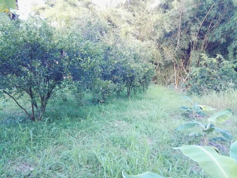 Lote En Venta - Via Bogota-Cerca A Los Olivos, Ibagué