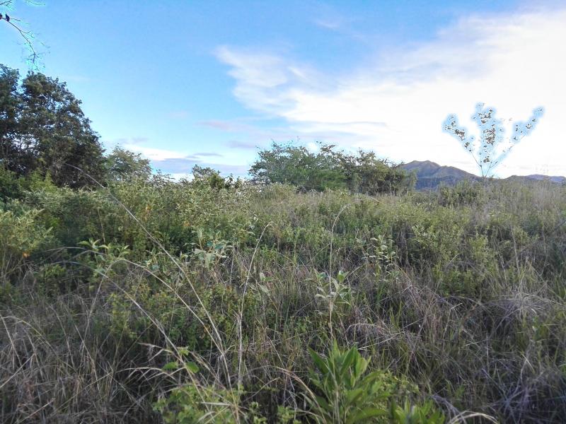 Lote En Venta - Via Bogota-Cerca A Los Olivos, Ibagué