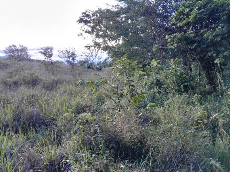 Lote En Venta - Via Bogota-Cerca A Los Olivos, Ibagué
