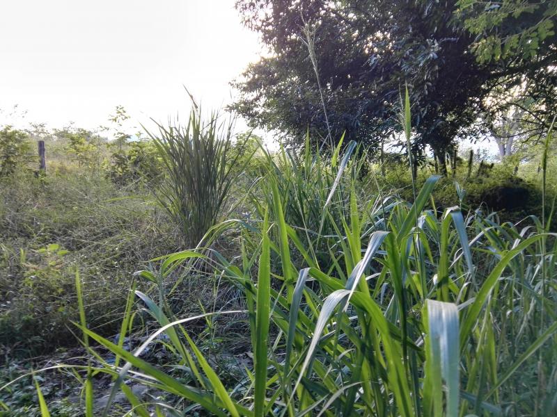 Lote En Venta - Via Bogota-Cerca A Los Olivos, Ibagué