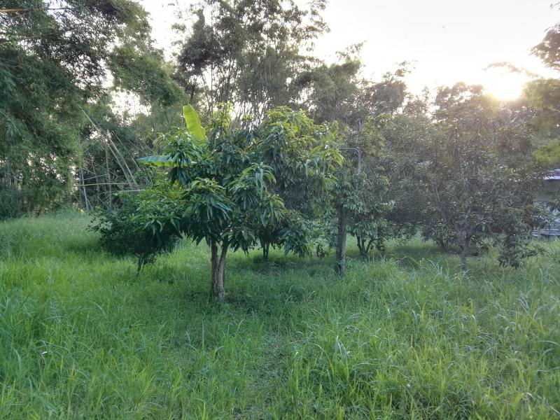 Lote En Venta - Via Bogota-Cerca A Los Olivos, Ibagué