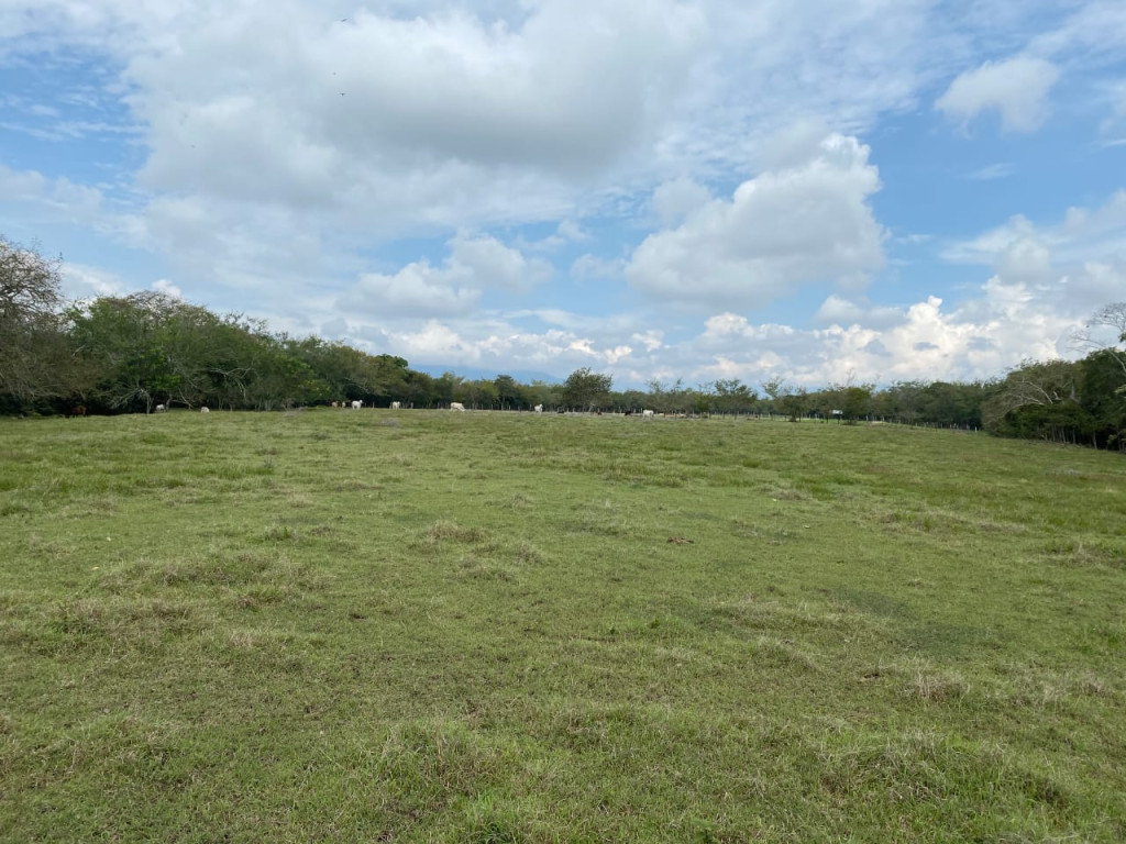 Lote En Venta - Via Bogota-Cerca A Los Olivos, Ibagué