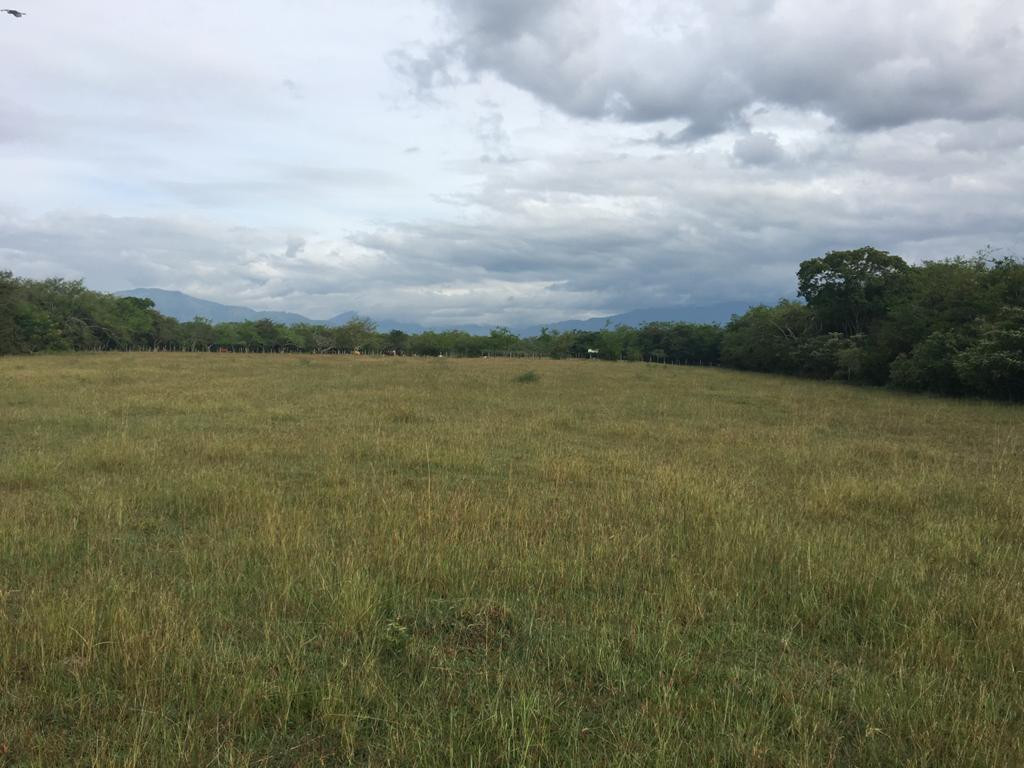 Lote En Venta - Via Bogota-Cerca A Los Olivos, Ibagué
