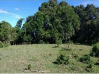 Lote En Venta - Lote-Ospina Perez Dos, Purificación