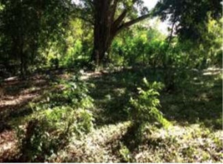 Lote En Venta - Lote-Ospina Perez Dos, Purificación