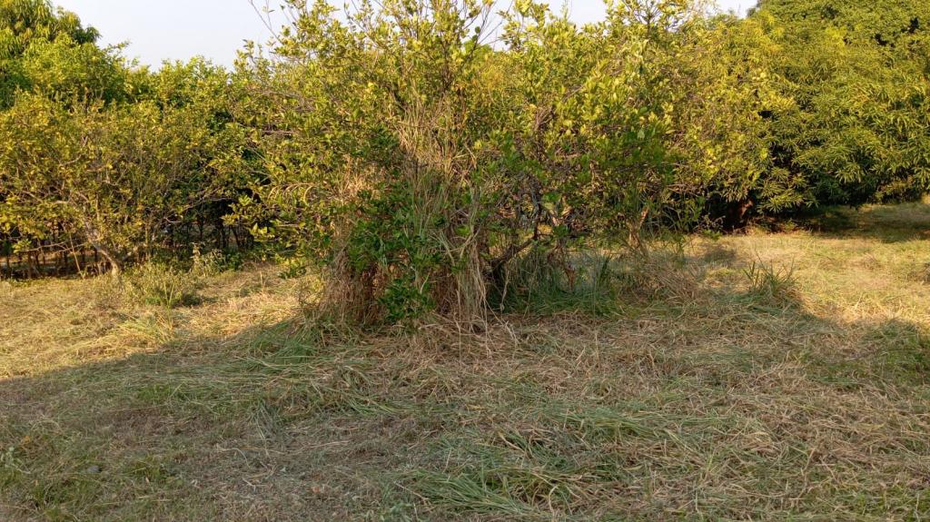 Lote En Venta - Vereda San Francisco Lote 2, El Espinal