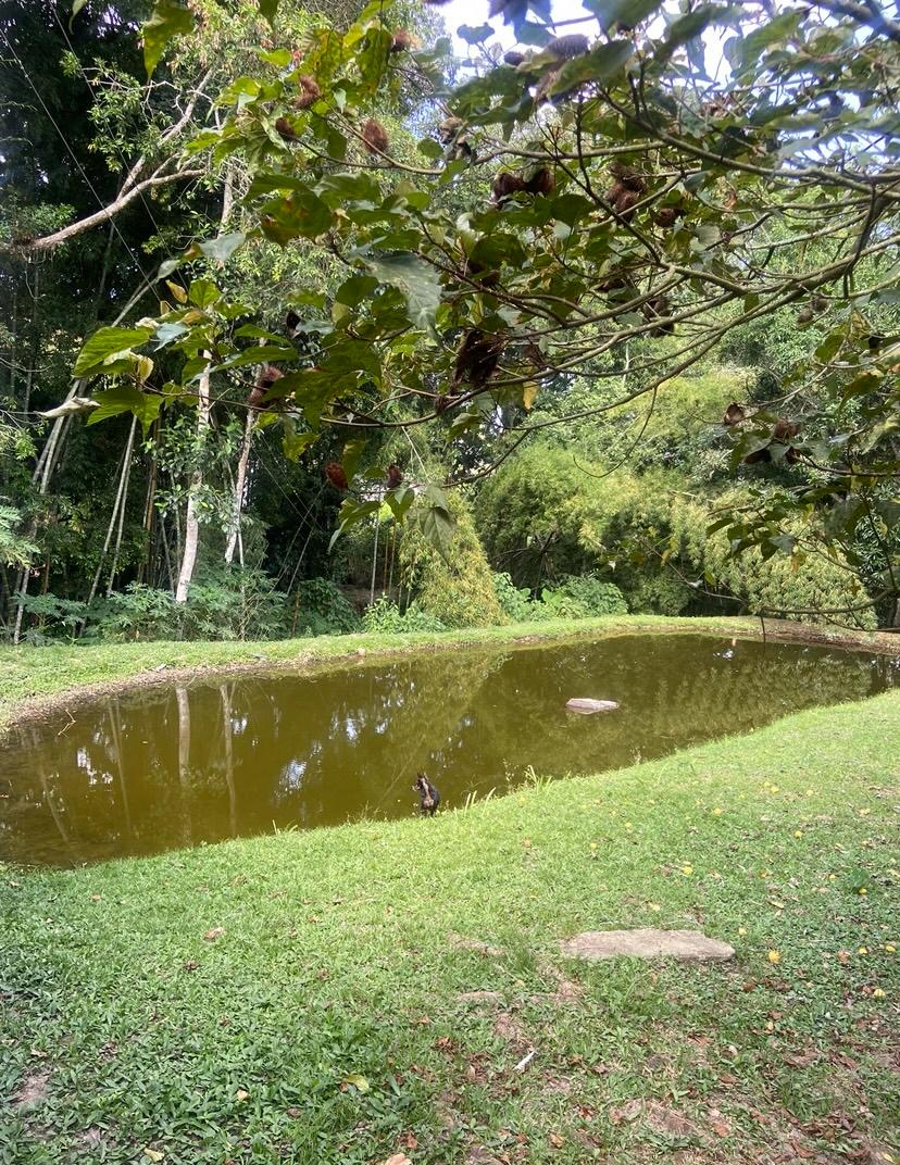 Finca En Venta - Manantiales De Antaño - Vereda Potrerito, Ibagué