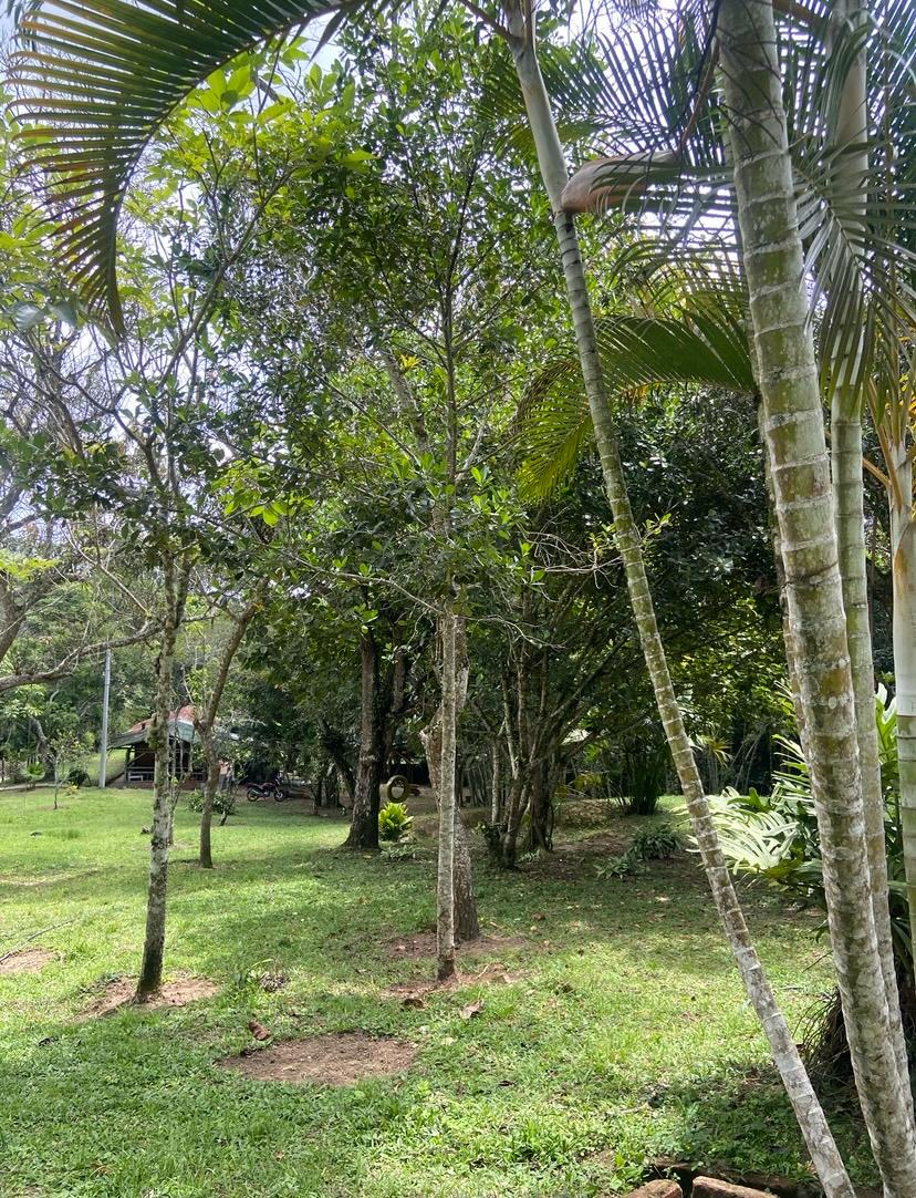 Finca En Venta - Manantiales De Antaño - Vereda Potrerito, Ibagué