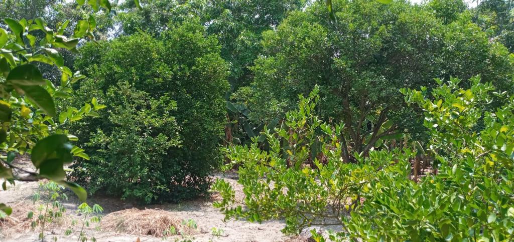 Casalotes En Venta - Guamo - Tolima, Guamo