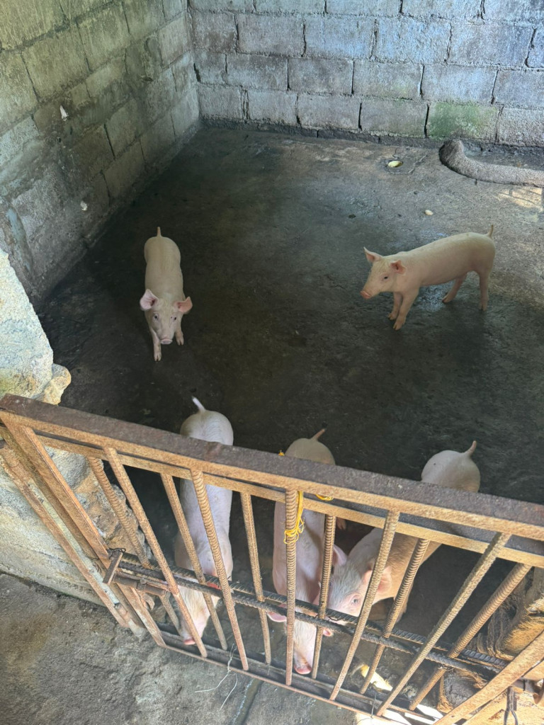 Finca En Venta - Finca La Rica, Mariquita