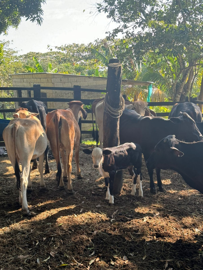 Finca En Venta - Finca La Rica, Mariquita