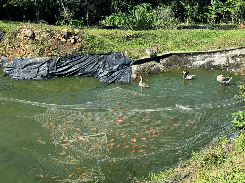 Finca En Venta - Finca La Rica, Mariquita