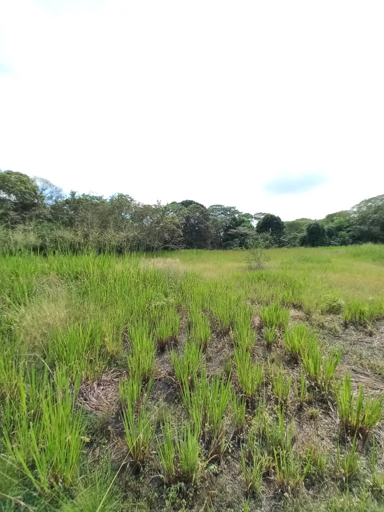 Lote En Venta - Vereda Monterredondo- Barrio La Miel, Ibagué