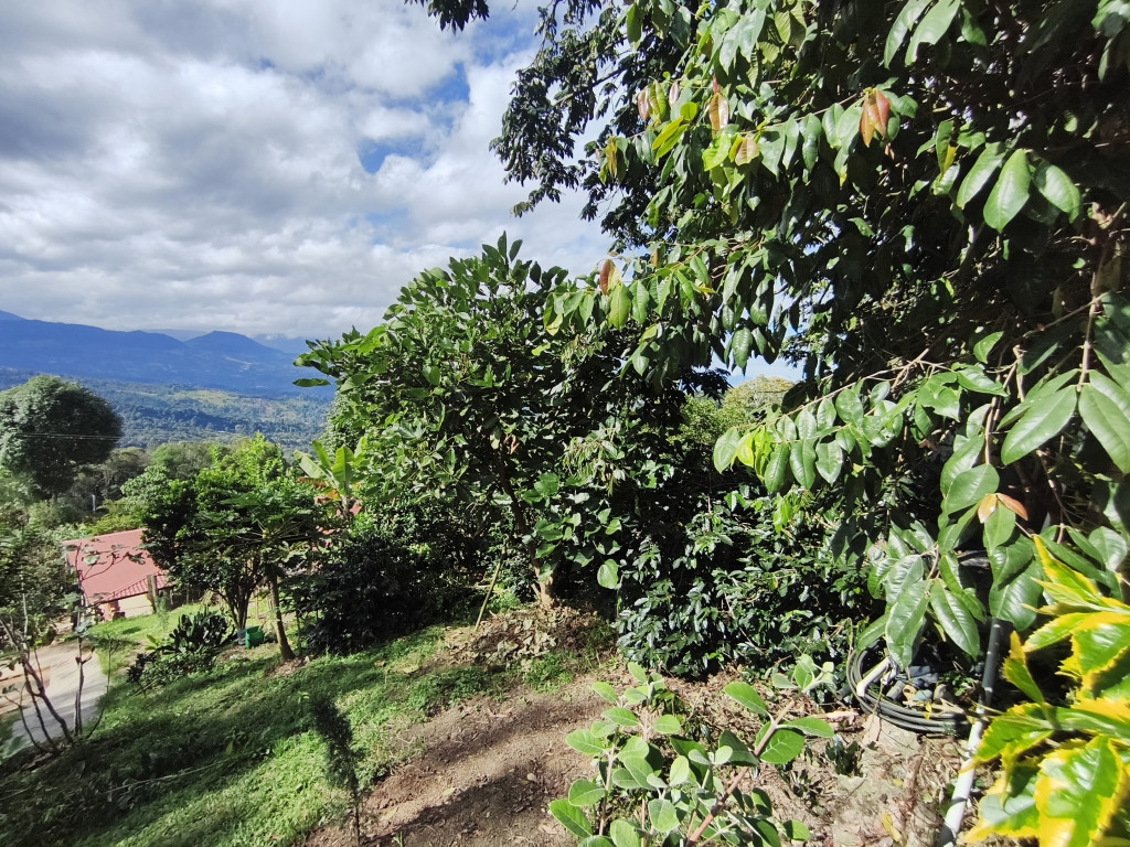 Casalotes En Venta - Sector Azafranal  Vereda Cumbre Via Los Pinos, Silvania