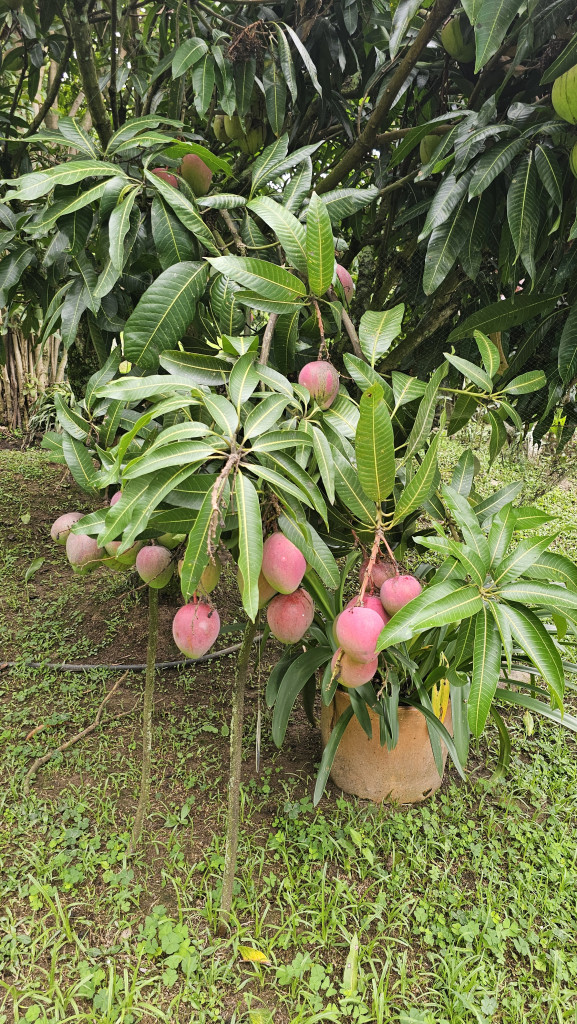 Finca En Venta - Vereda El Espinalito Alto, Fusagasugá