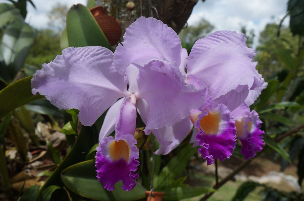 Finca En Venta - Vereda El Espinalito Alto, Fusagasugá