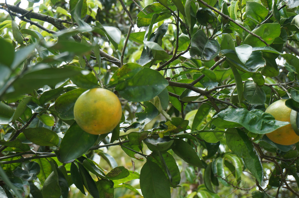 Finca En Venta - Vereda El Espinalito Alto, Fusagasugá