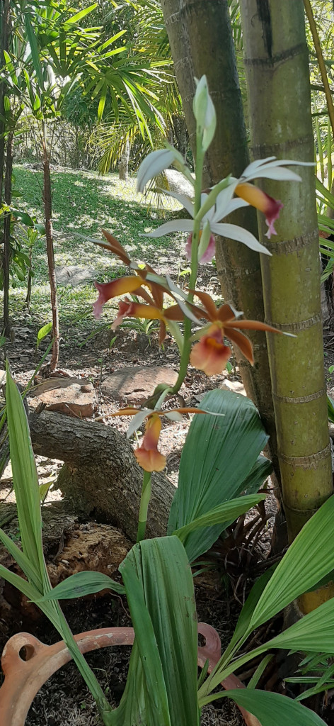 Finca En Venta - Vereda El Espinalito Alto, Fusagasugá