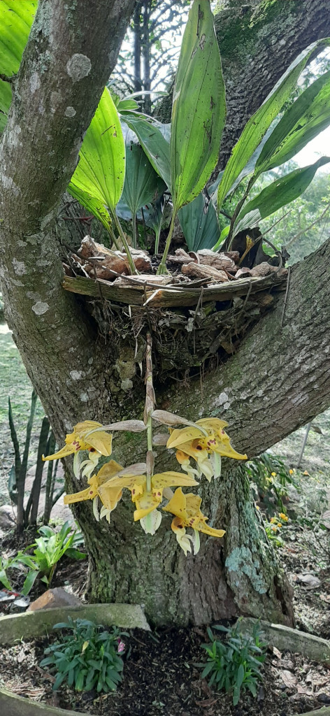Finca En Venta - Vereda El Espinalito Alto, Fusagasugá