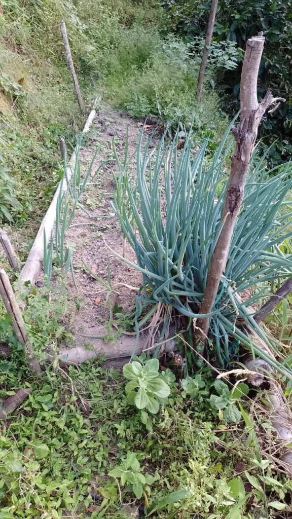 Finca En Venta - Vereda La Palmita, Róvira