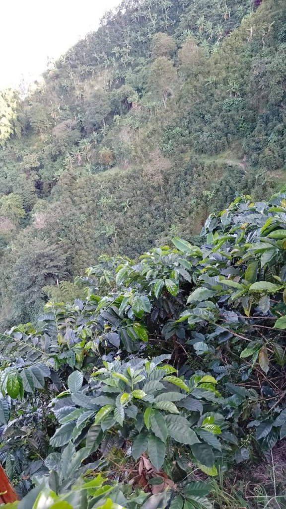 Finca En Venta - Vereda La Palmita, Róvira