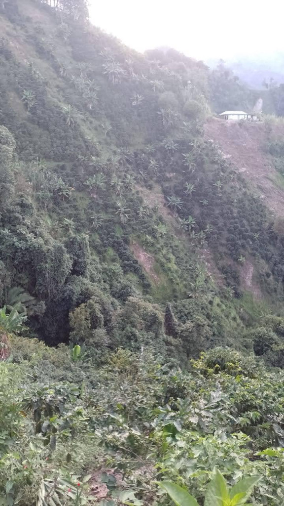 FINCA en VENTA en VEREDA LA PALMITA