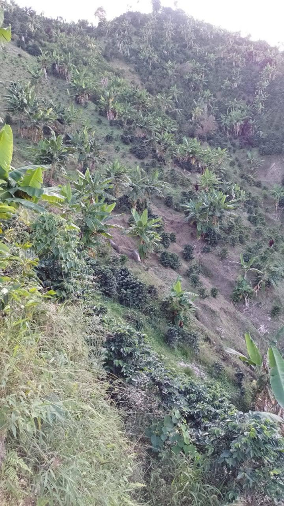 Finca En Venta - Vereda La Palmita, Róvira