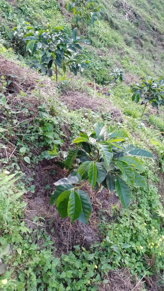 Finca En Venta - Vereda La Palmita, Róvira