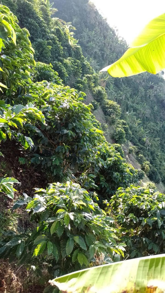 Finca En Venta - Vereda La Palmita, Róvira