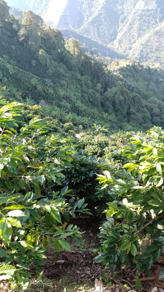 Finca En Venta - Vereda La Palmita, Róvira