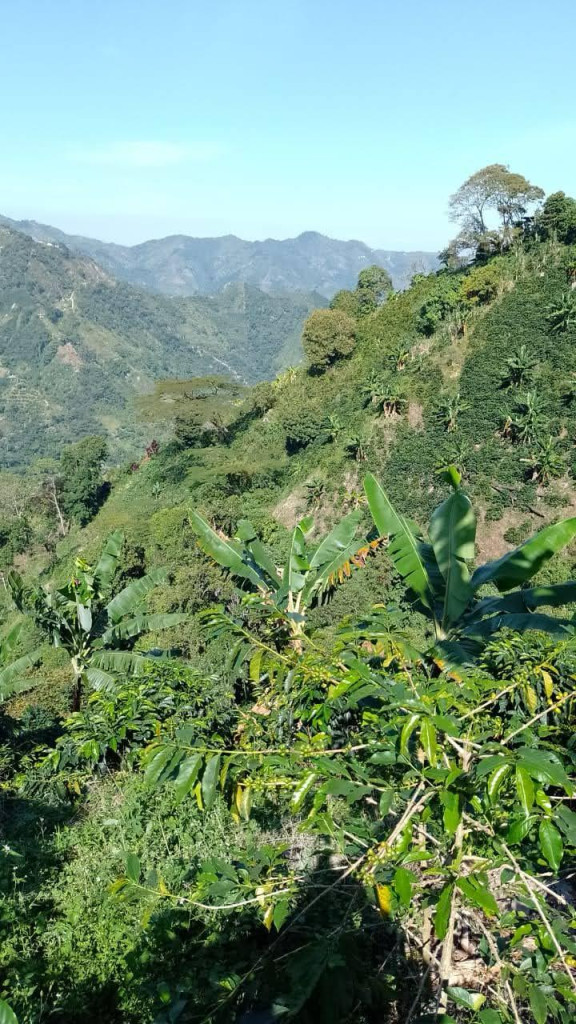 Finca En Venta - Vereda La Palmita, Róvira