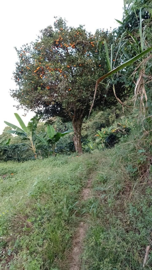 Finca En Venta - Vereda La Palmita, Róvira