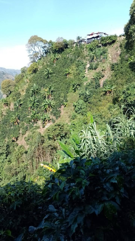 Finca En Venta - Vereda La Palmita, Róvira