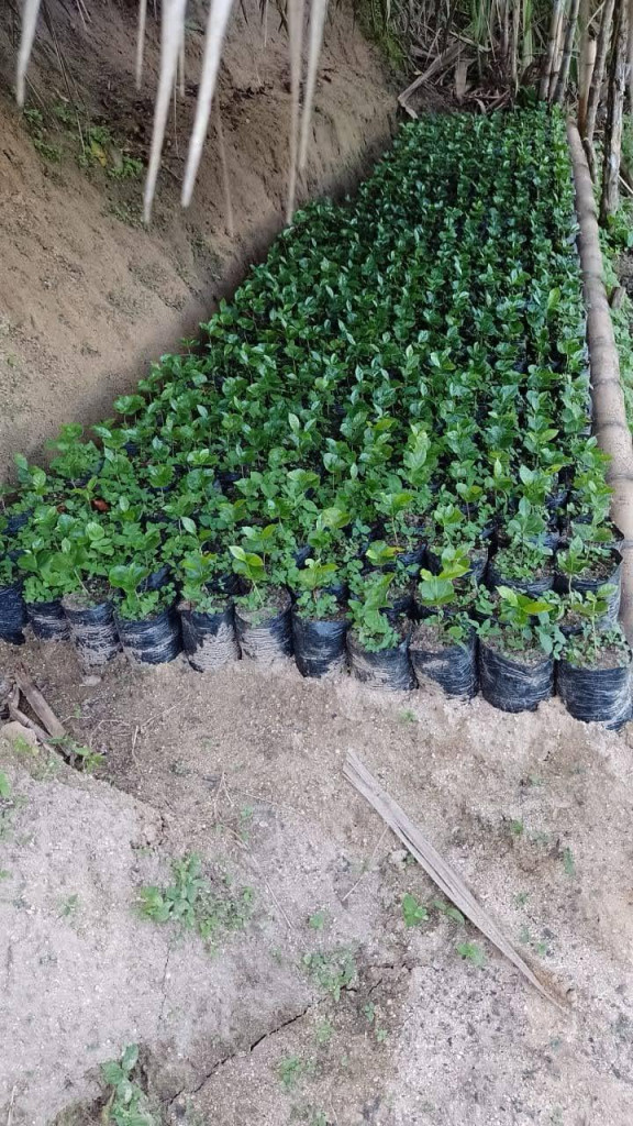FINCA en VENTA en VEREDA LA PALMITA — 2