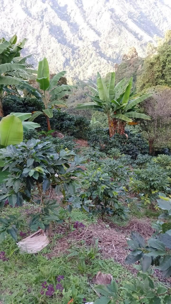 FINCA en VENTA en VEREDA LA PALMITA — 5
