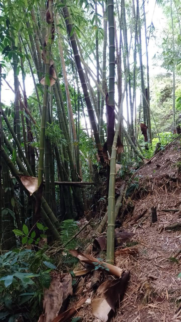 Finca En Venta - Vereda La Palmita, Róvira