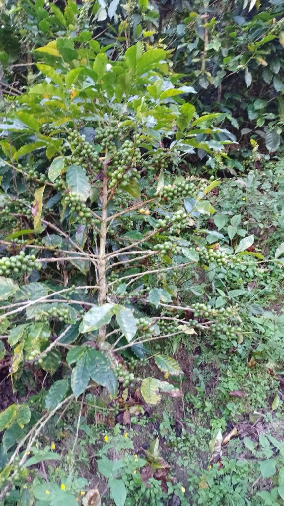 Finca En Venta - Vereda La Palmita, Róvira