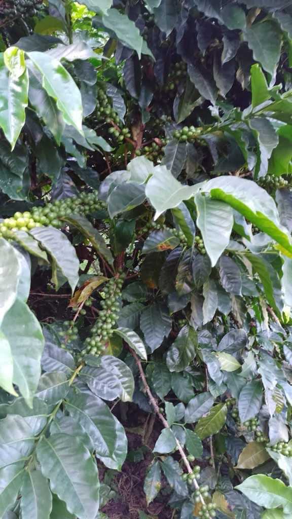 Finca En Venta - Vereda La Palmita, Róvira