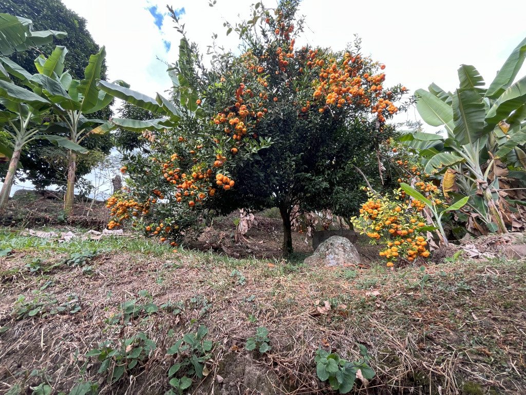 Finca En Venta - Vereda Doima, La Mesa