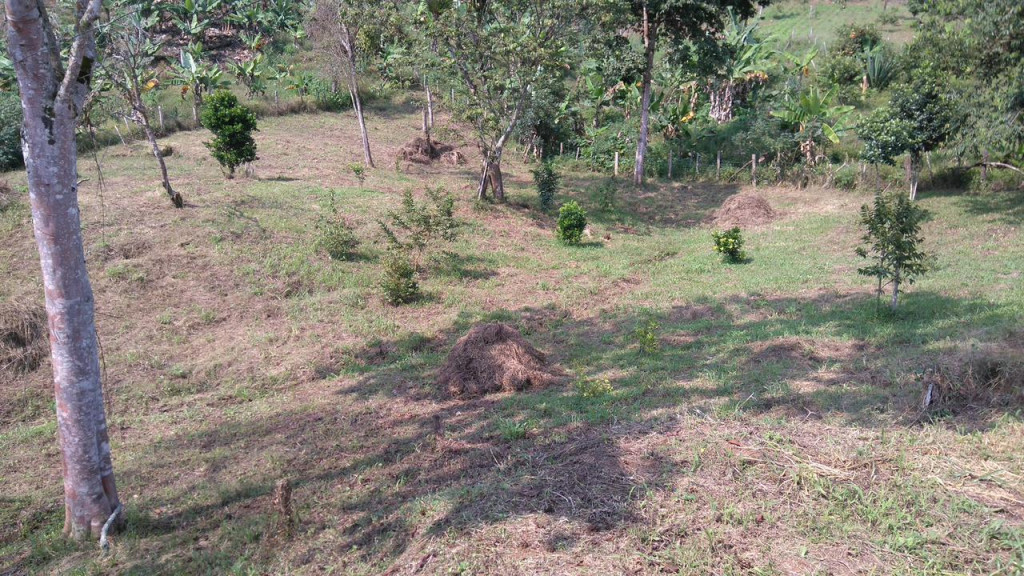 Lote En Venta - Potrerillo, Palmira