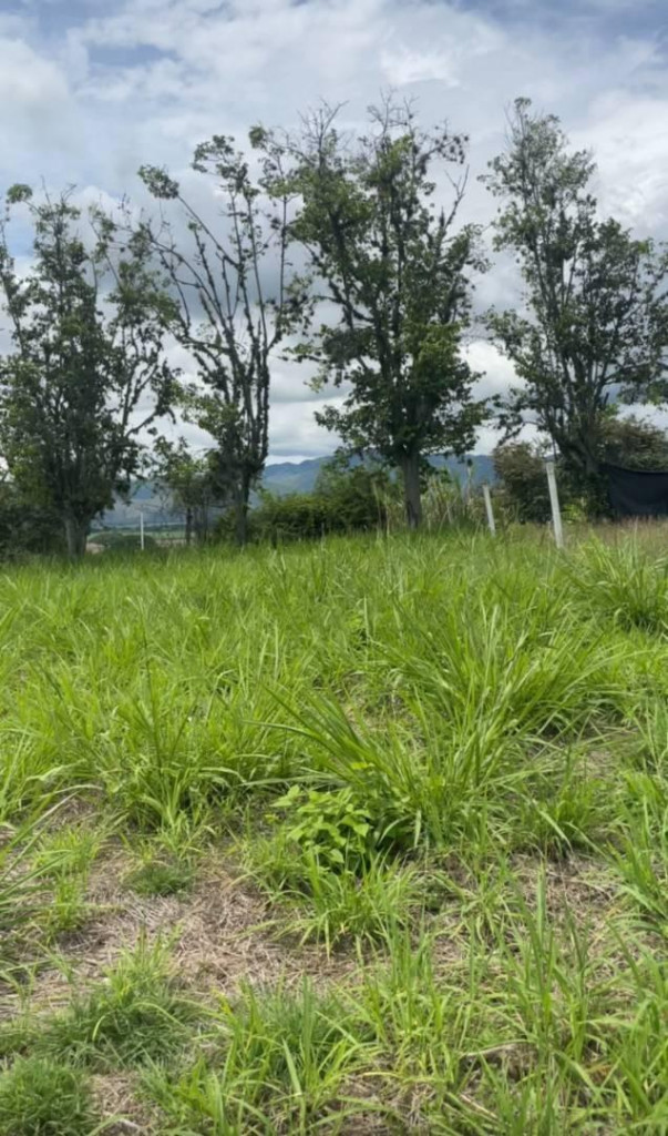Lote En Venta - Buga, Corregimiento El Vinculo, Guadalajara De Buga