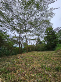 Lote en Venta en Vereda Santa Catalina, Envigado — miniatura 7