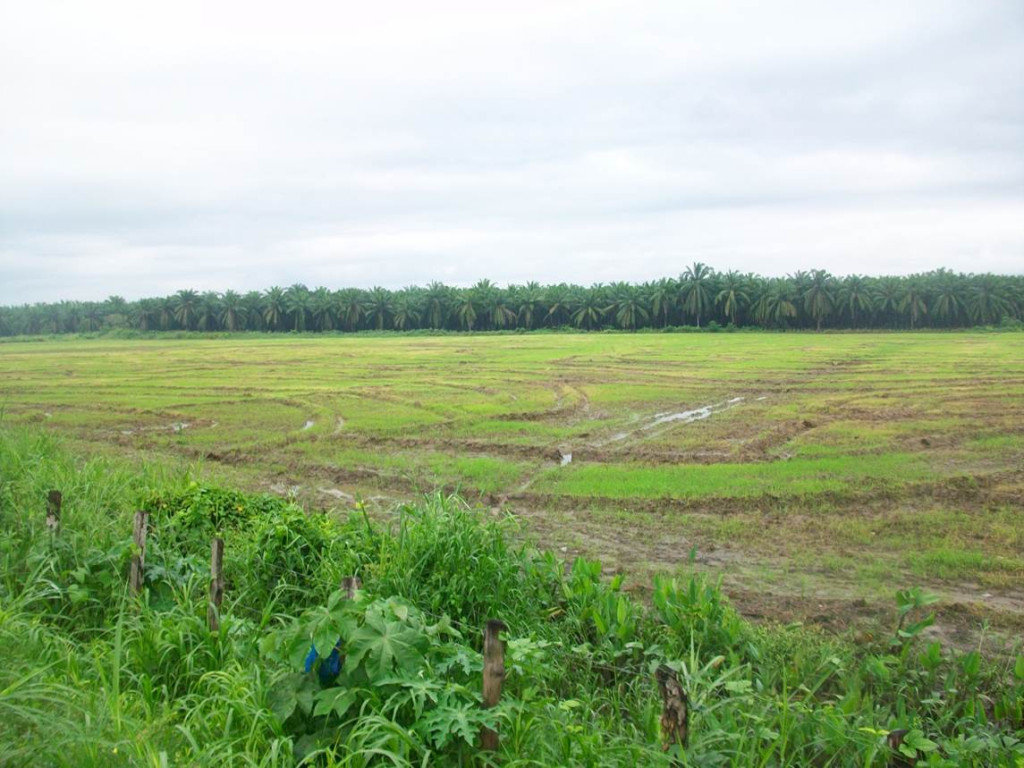 Lote en Venta en PIVIJAY, Pivijay — foto 1